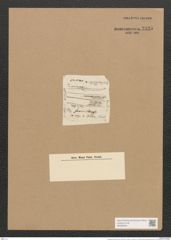 Berkeleya pumila (Ag.) Grun. (de-Toni-Nr.: Genus 21, Species 1214) Zeichnungen Sammlung Grunow Nr. 2335 (NHMW-BOT-W0369464)